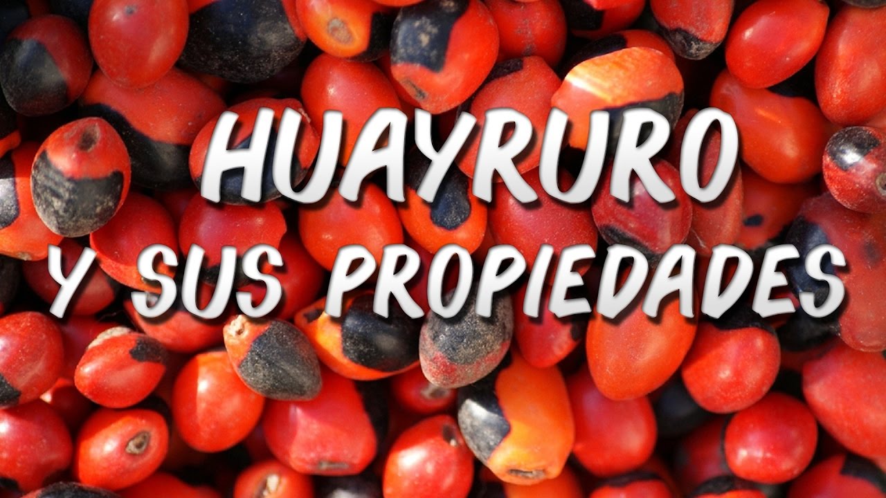 Huayruro y sus propiedades
