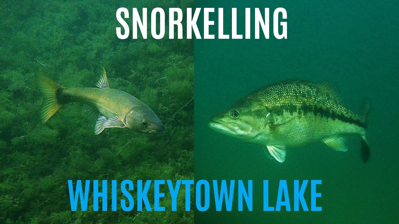 LOTS of Fish + HUGE Bass | Snorkeling Whiskeytown Lake, CA