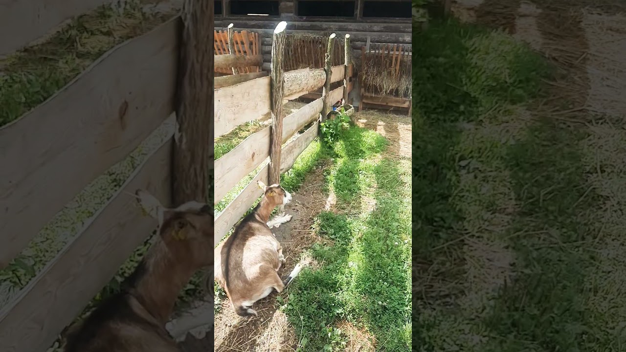 TRADITIONAL VILLAGE IN LIPTOV /SLOVAKIA 