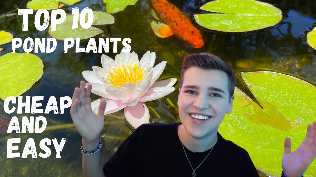 *ТОП-10* растений для пруда, которые ВАМ НУЖНО ИМЕТЬ!