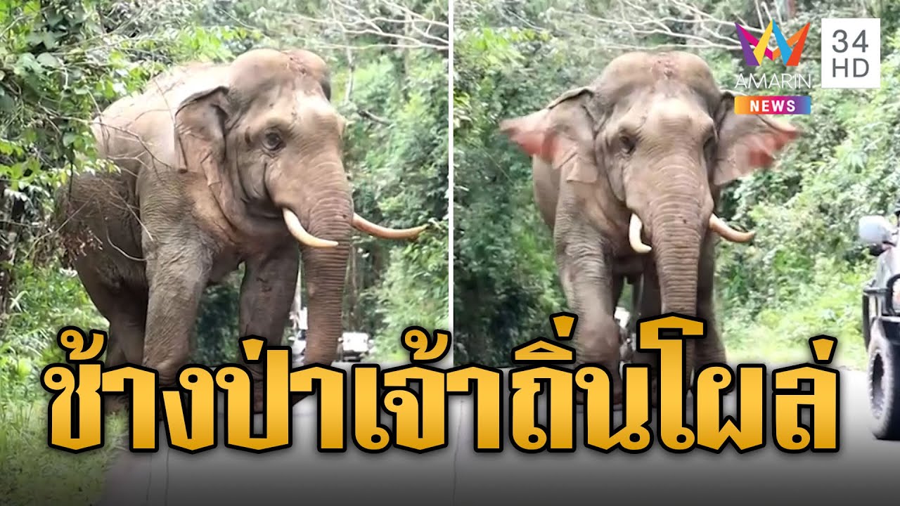 ใครเห็นต้องหลบ พลายงาทอง ช้างป่าเจ้าถิ่น โผล่ทางขึ้นเขาใหญ่