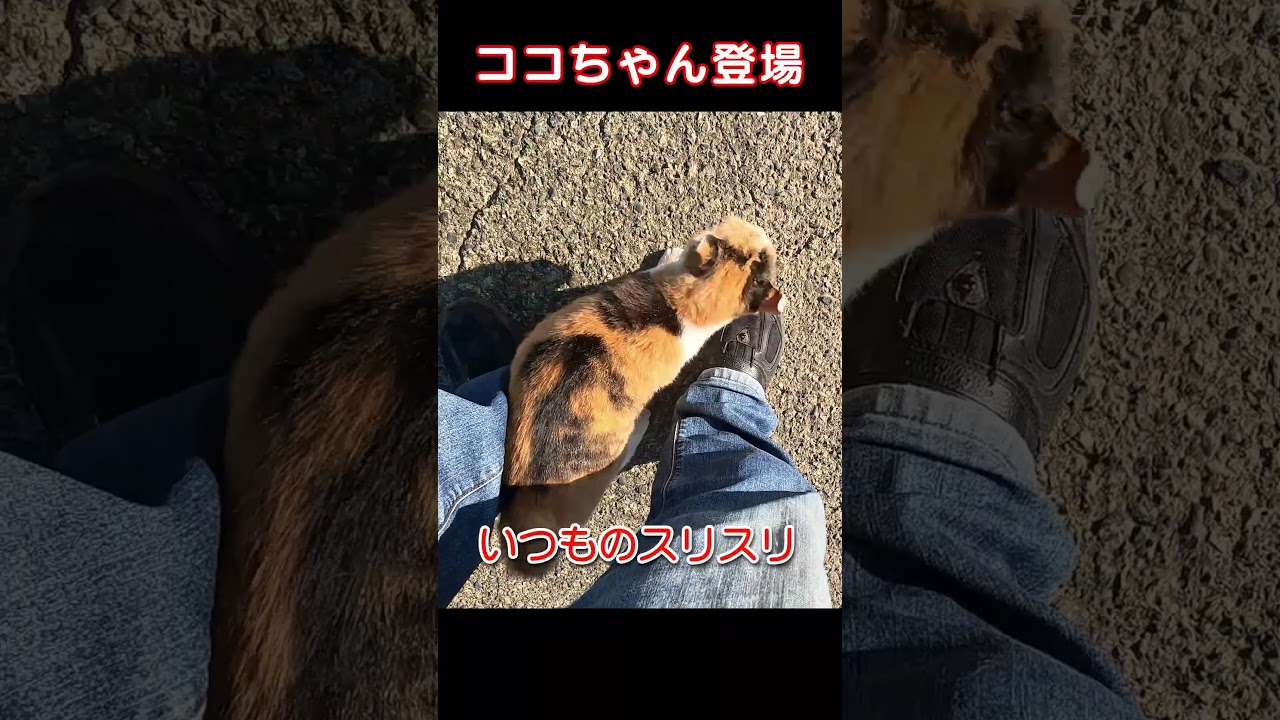 【野良猫ココちゃん】23827s1 