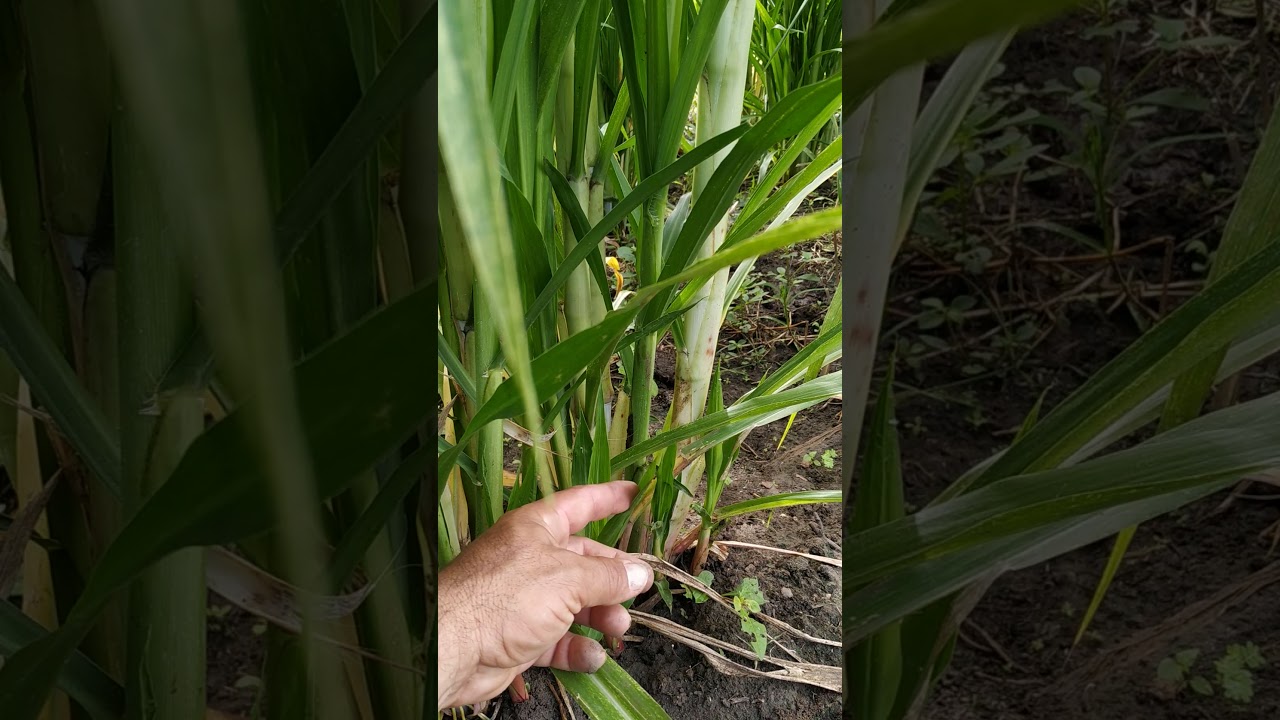 Forma correta de plantar BRS-capim açu