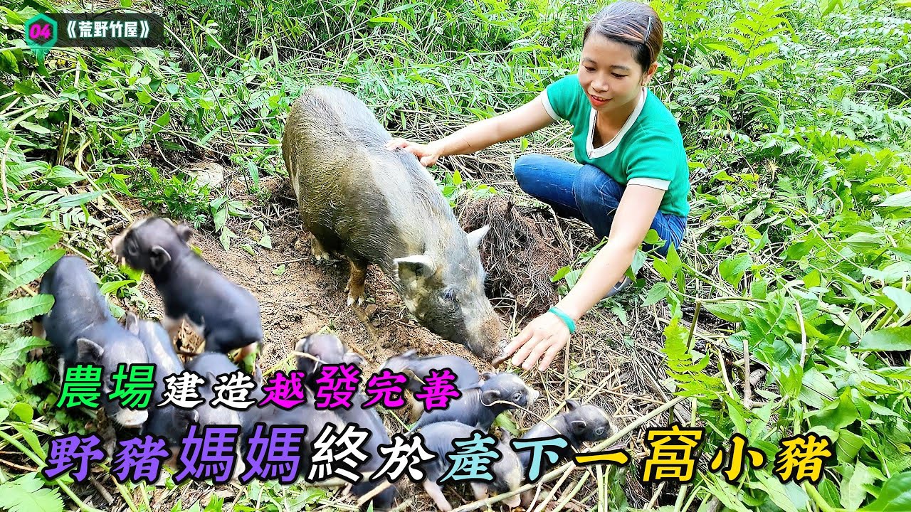 農場建造越發完善，野豬媽媽終於產下一窩小豬《荒野竹屋》04