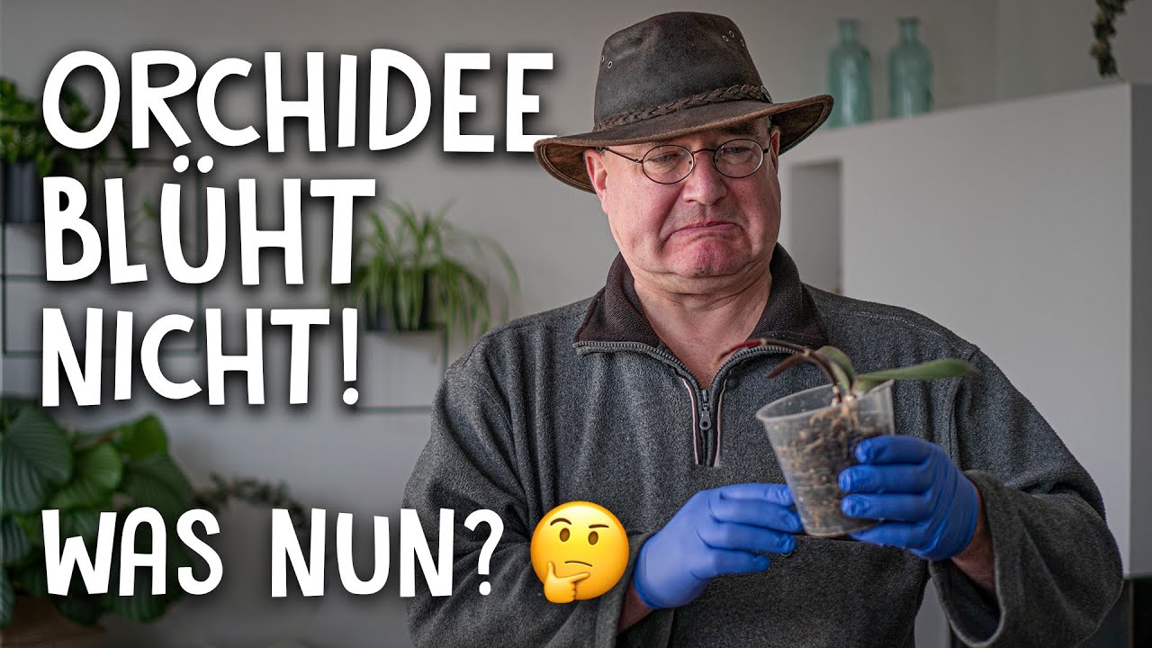 Pflege Tipps für deine Orchideen! 🌺 - Das richtige Substrat, Schneiden, Pflege & Dünger