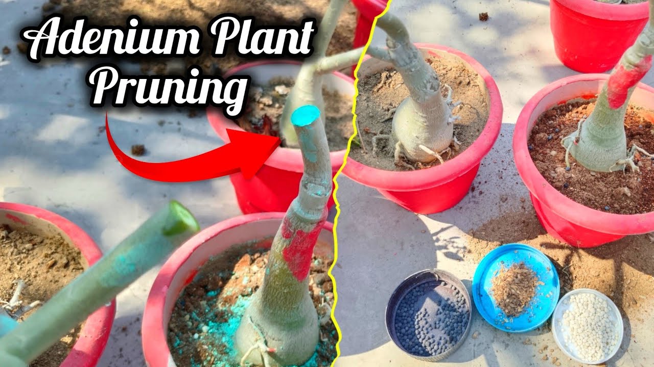 Adenium पौधे में ज्यादा फुल पाने के लिए इतना काम करे अभी / Adenium Plant Pruning & Fartilizer