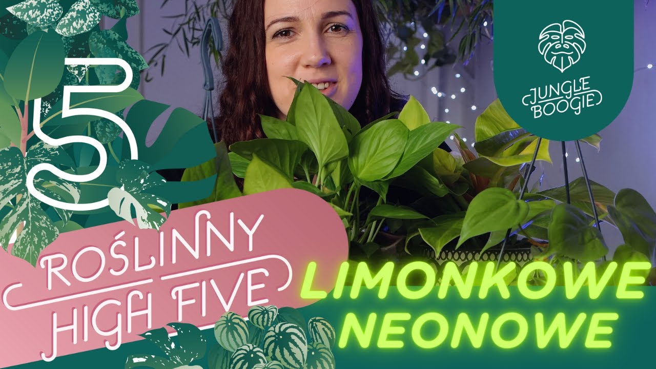 TOP 5 LIMONKOWYCH - NEONOWYCH ROŚLIN 🍋 pnącza i inne rośliny doniczkowe o neonowych liściach