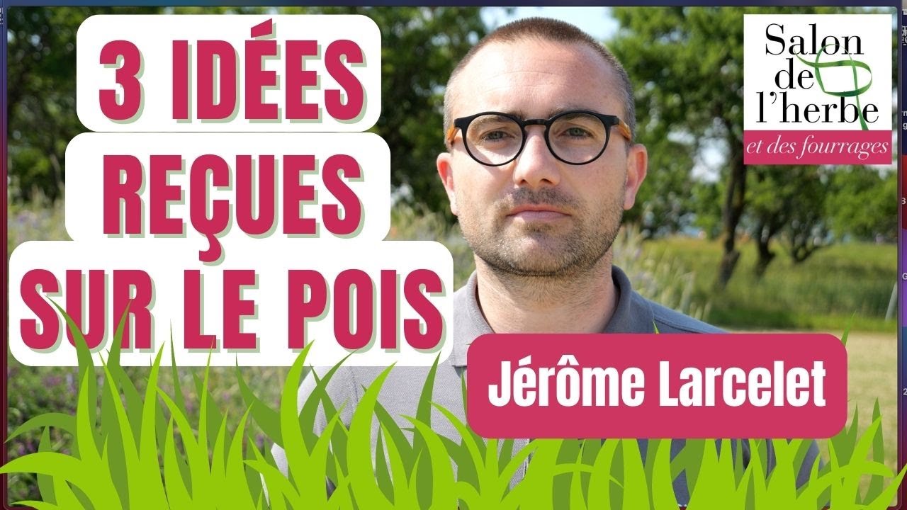 Ration des bovins : 3 idées reçues sur le pois