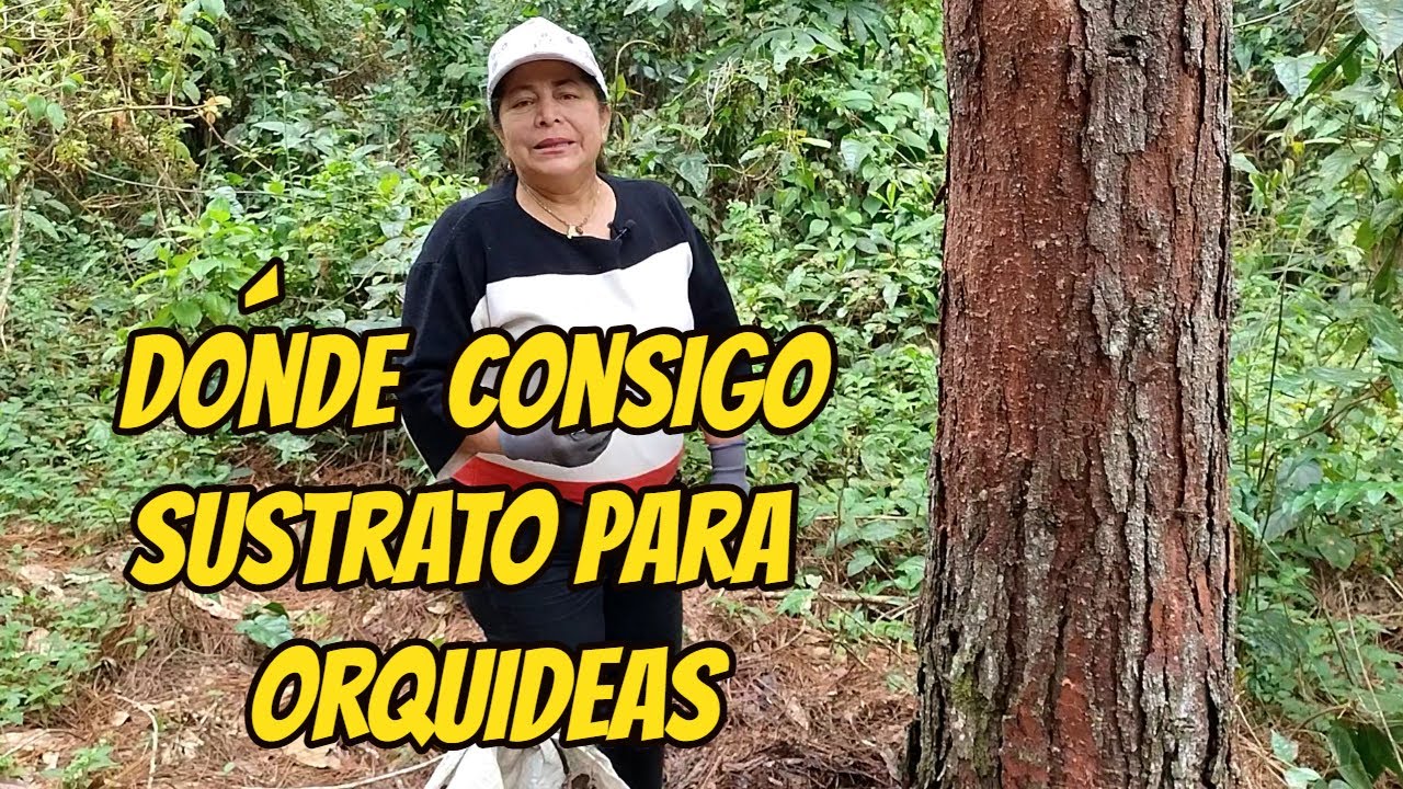 PINO PATULA | El Mejor Sustrato Para Orquídeas, todo lo que debes saber!!!