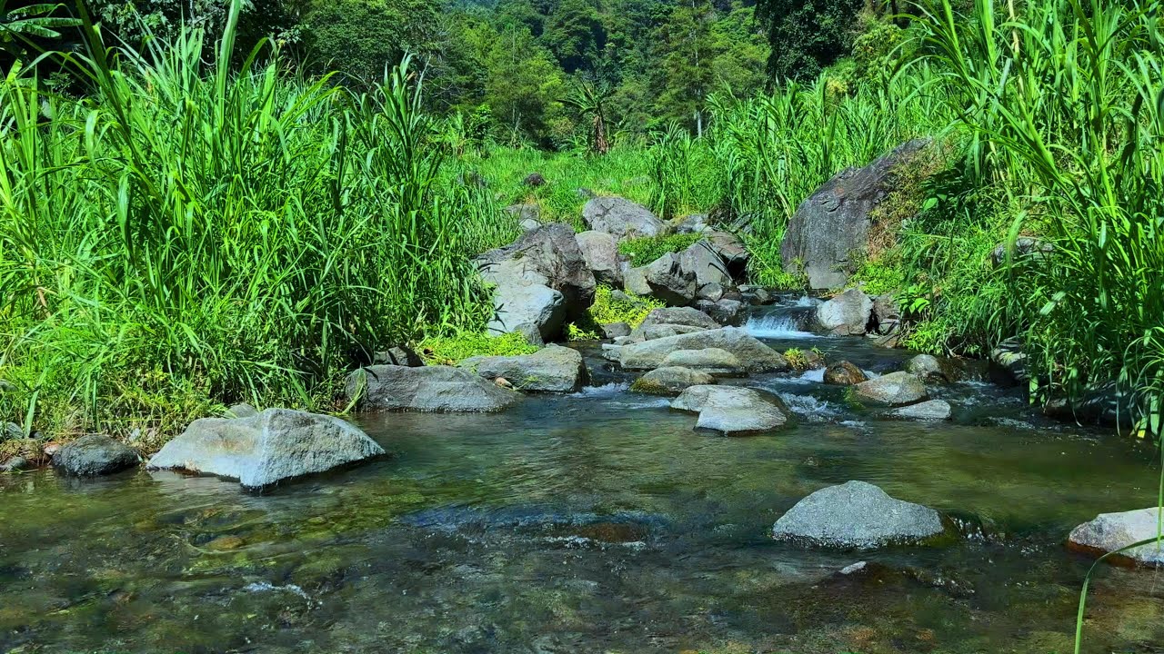 Mountain Forest Stream Flowing Water, River White Noise for Sleep, Relaxing Nature Sounds and Birds