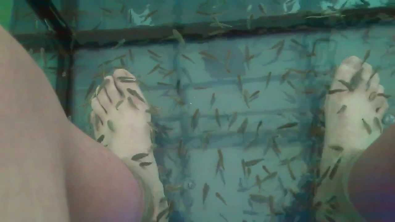 Garra rufa :Czyli rybki zjadajace martwy nask&oacute;rek POLECAM !!!