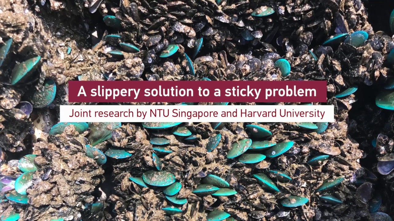 Slippery coating prevents mussels from sticking to ship hulls
