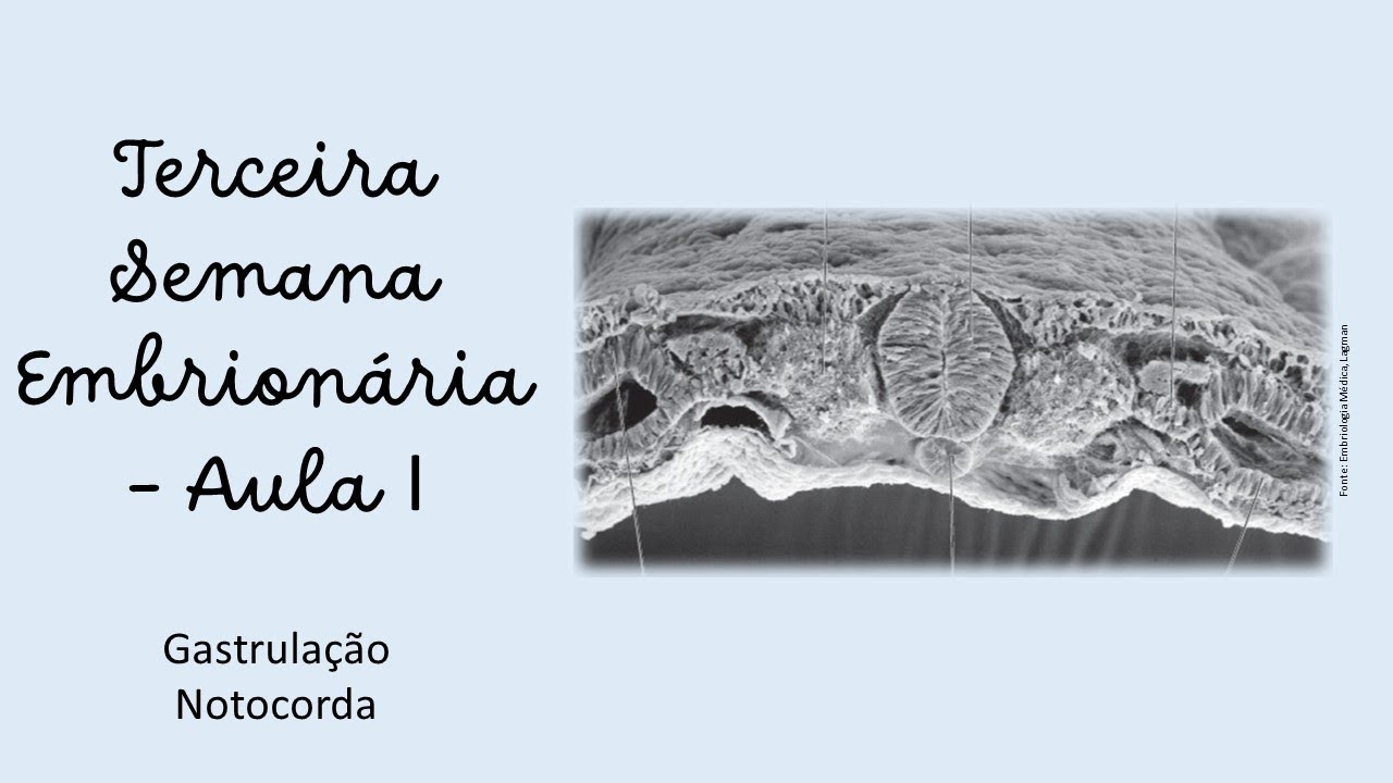 Terceira Semana de Desenvolvimento - Parte I - Gastrula&ccedil;&atilde;o e forma&ccedil;&atilde;o da notocorda