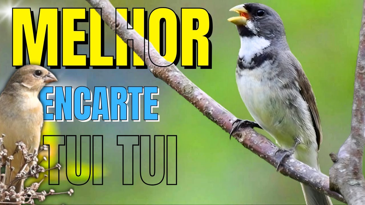 🟢 MELHOR CANTO TUI TUI PARA ENCARTE🟢🟢ÁUDIO COM FÊMEA - TURBINE SEU COLEIRO 🟢