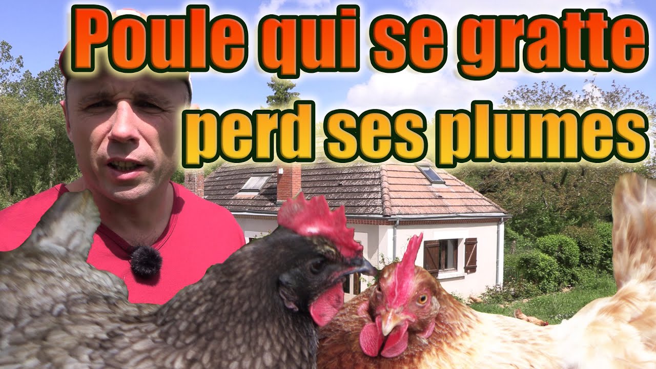 Démangeaison de la poule qui se gratte tout le temps et perd ses plumes - Eliminer les poux rouges