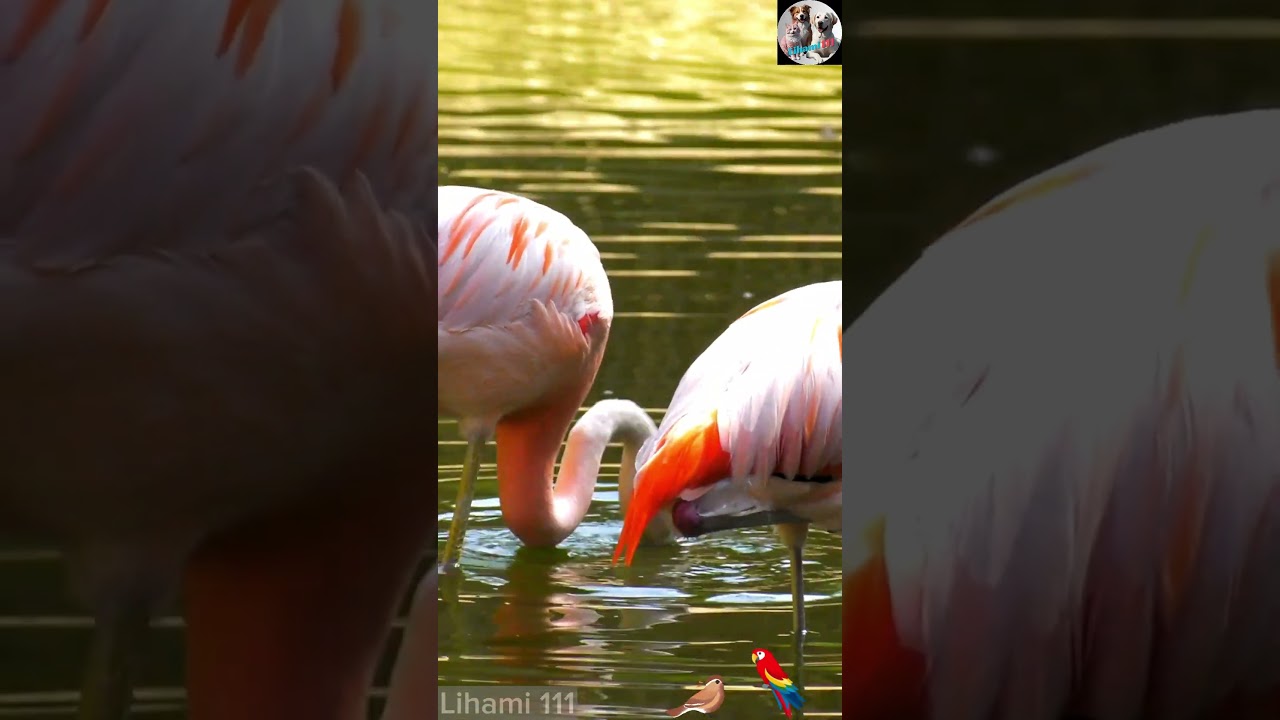 Tropical Birds in Stunning 8K | Names and Melodies | Lihami 111 
