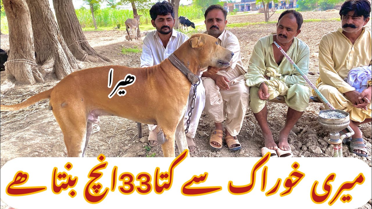 Pakistani bully dog/famus dog/interview Mukhtar Maken shab/بولی کتوں کے شوقین