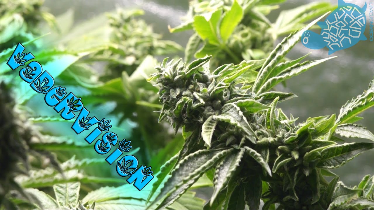 CannApolis - Day 35