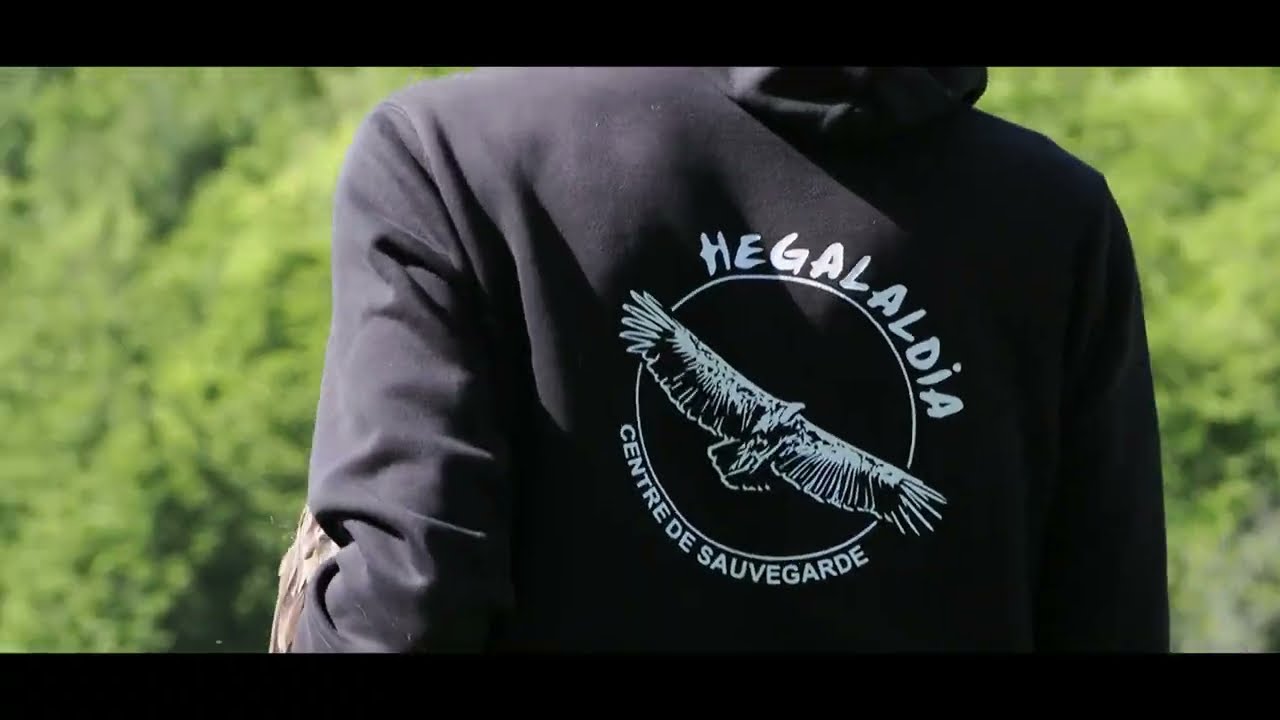Relâcher d'un Gypaète barbu - Mai 2025 - Hegalaldia