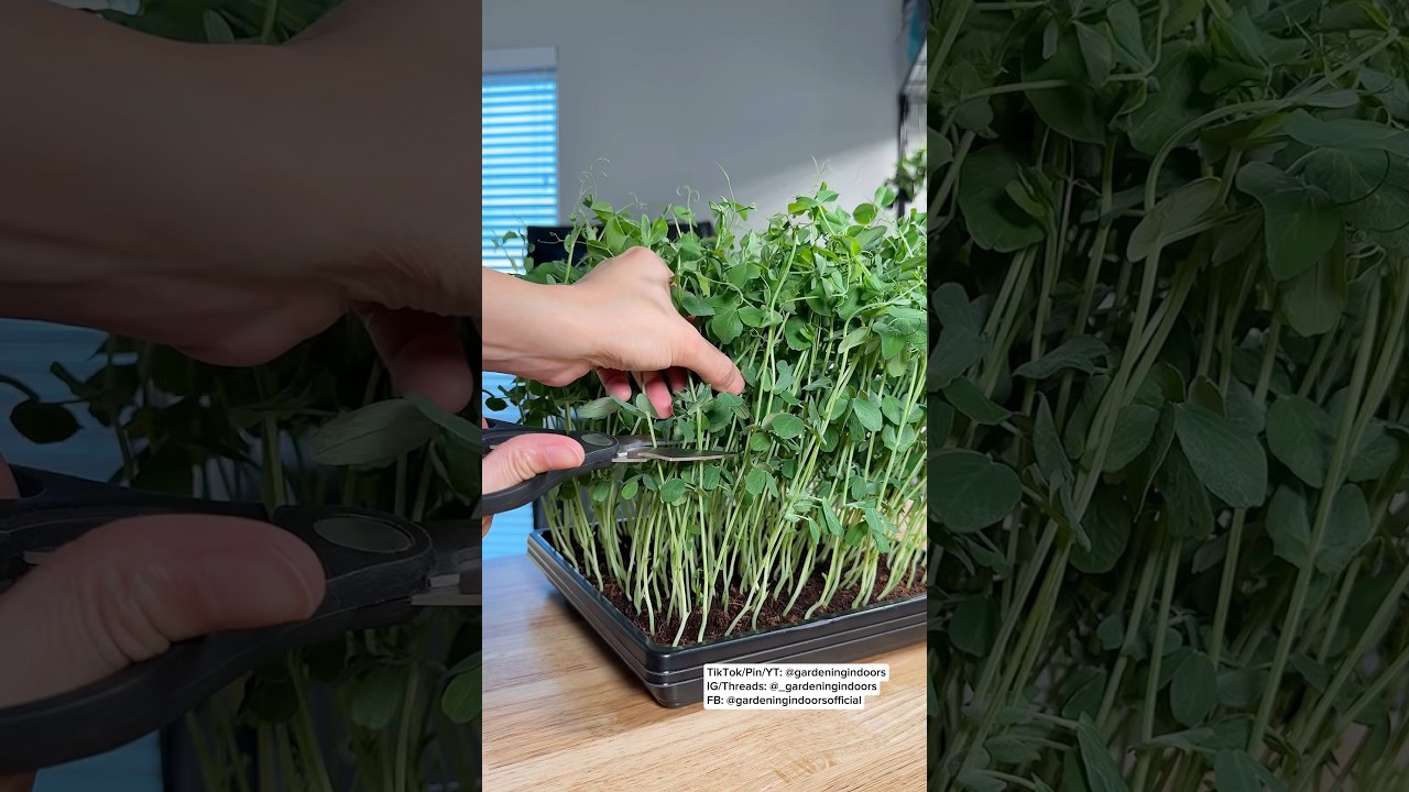 How to Grow Pea Shoots (Microgreens)