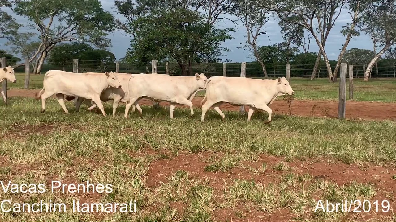 Vacas Canchim Prenhes