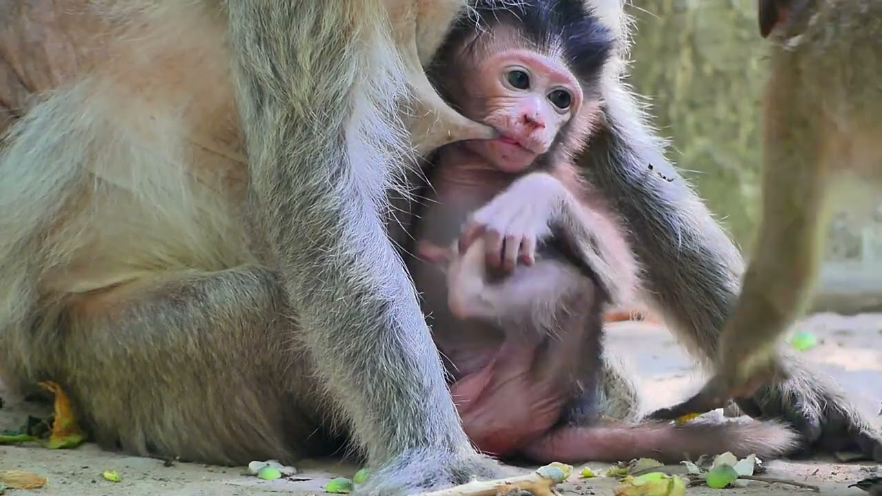 Grandma really love baby Javor !