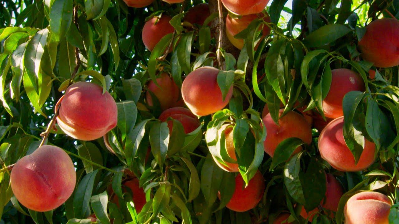 Fresno Summer Peaches - America's Heartland