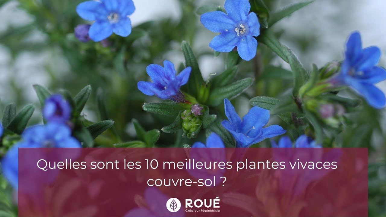 Quelles sont les 10 meilleures plantes vivaces couvre-sol - Rou&eacute; P&eacute;pini&egrave;res