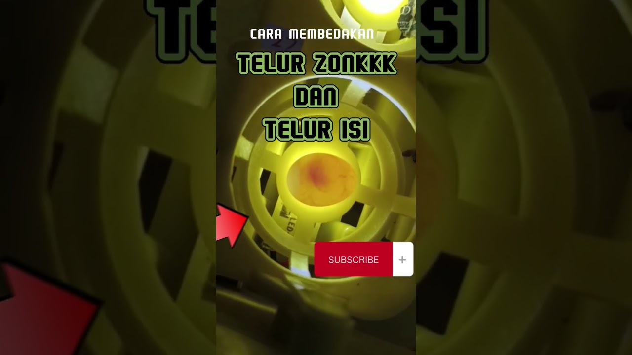 INI DIA CARANYA, MEMBEDAKAN TELUR ISI DAN ZONK ‼️ #ternakkenari #kenarimania