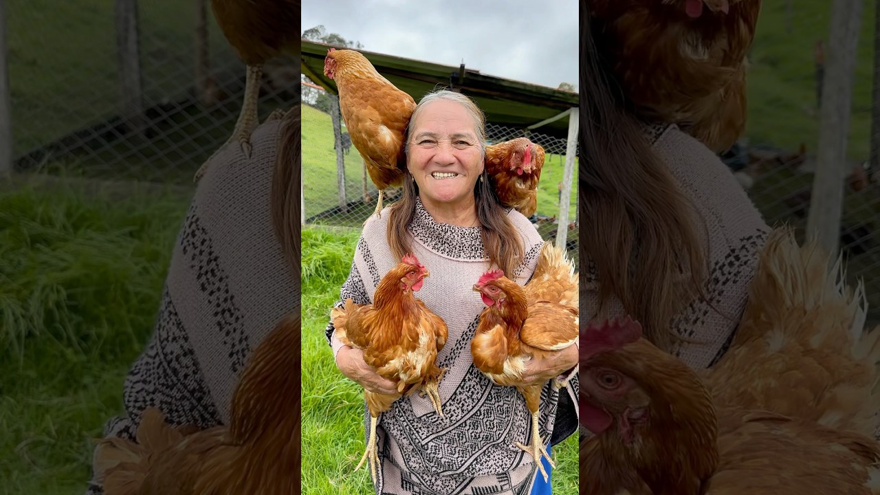 C&oacute;mo hacer para que tus gallinas vuelvan a poner 🐔👌 // los escachaitos