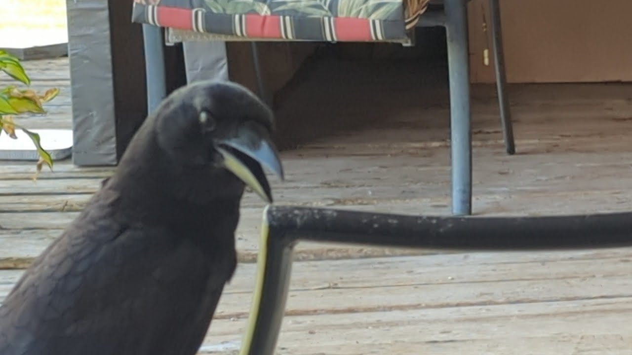 Overheated Crow Comes For Shade and Water 