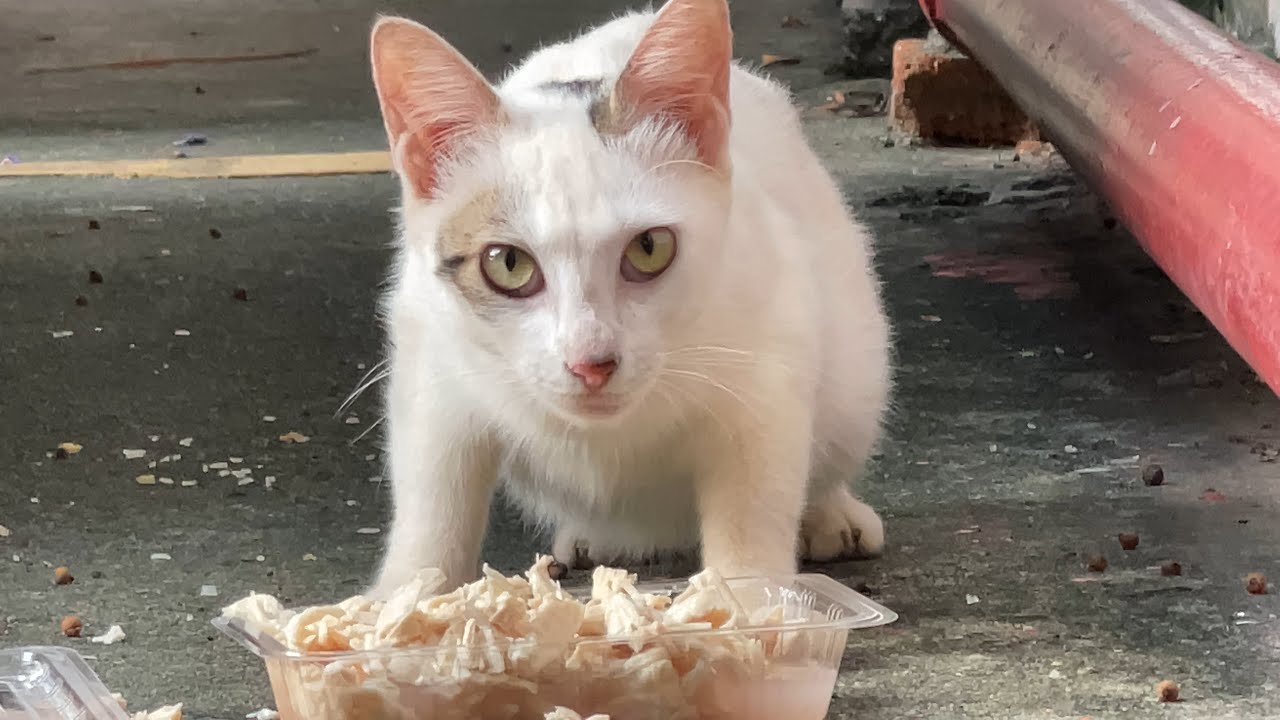失踪几天的流浪猫终于出现，却已变了样，但依然还记得我