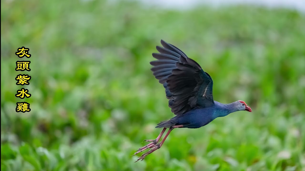 2026.01.20灰頭紫水雞美姿~~