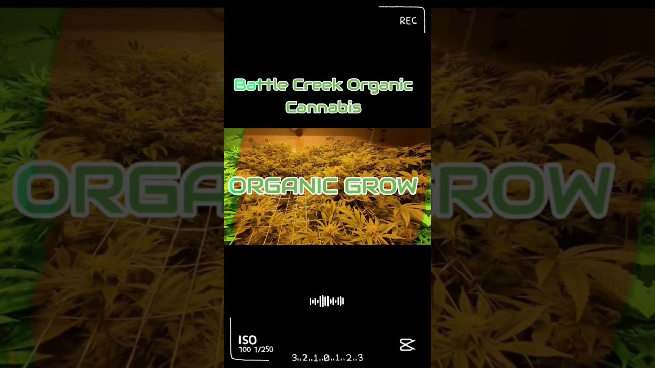 Organic Grow #organicfarming #michigancannabis #weedchannel #fire #marijuananews