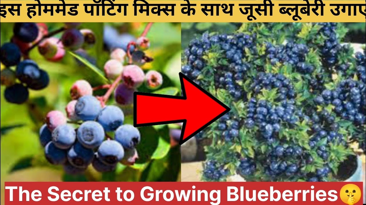 भारत में ब्लूबेरी कैसे उगाएं 😱|Grow Juicy Blueberries with this Homemade Porting Mix in India 😱