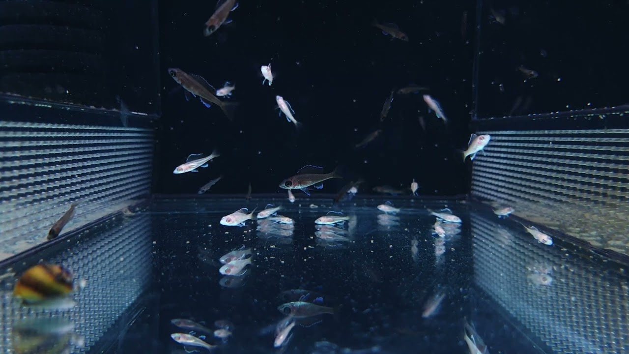 Paracyprichromis Nigripinnis Blue Neon ve Albino Yavru