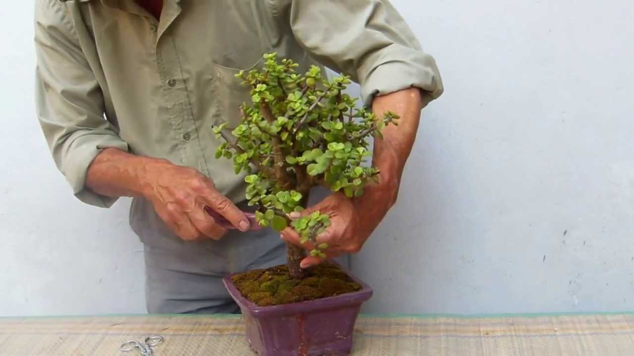 Modificando una Portulacaria