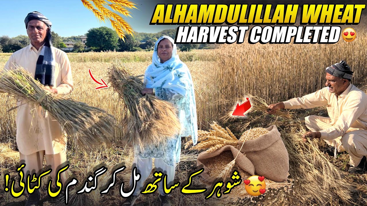 Alhamdulliah🙏  wheat🌾 cutting done 🥰|| shohar k sath mil kr gandam 🌾 ki ktai || Humare ami abu