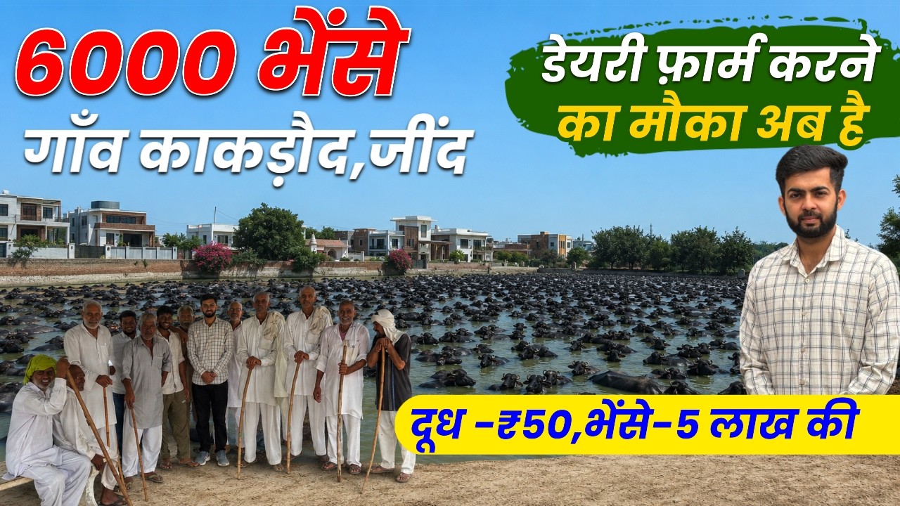 6000 Murrah भैस Story Of Village Kakrod Jind Haryana,Buffalo DairyFarm Business 