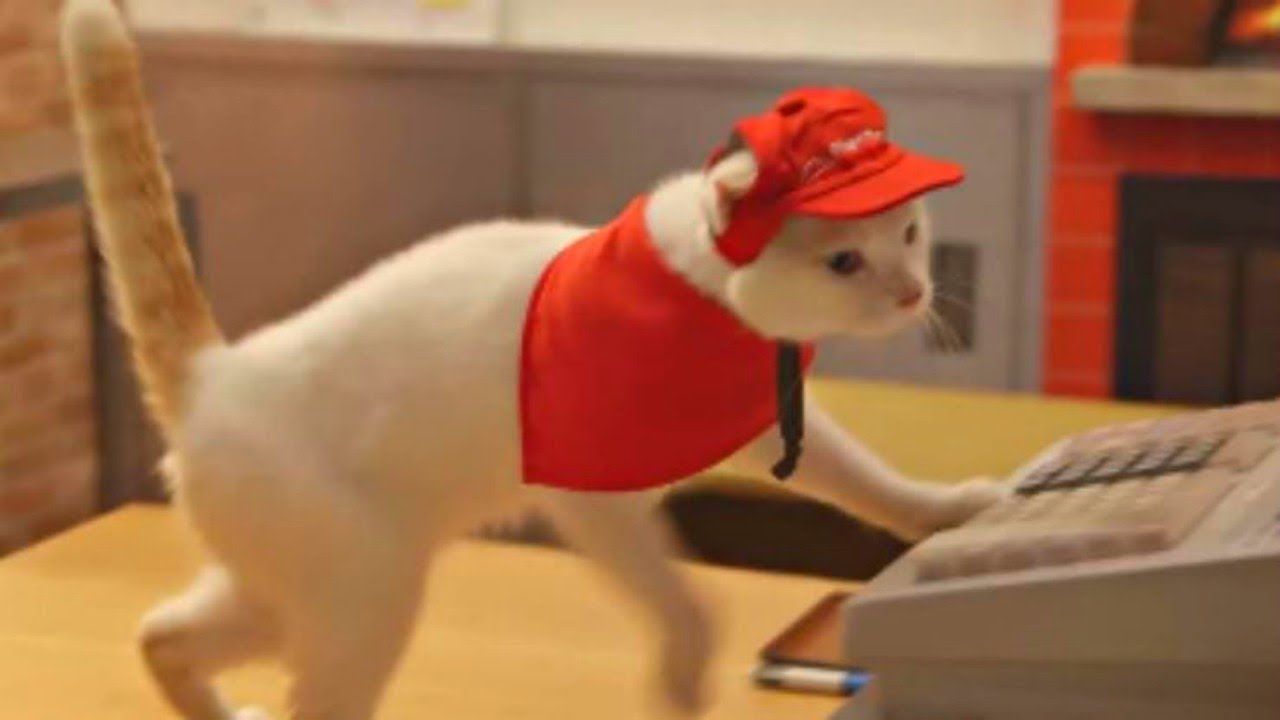 20 Adorable Cats With Incredible Jobs