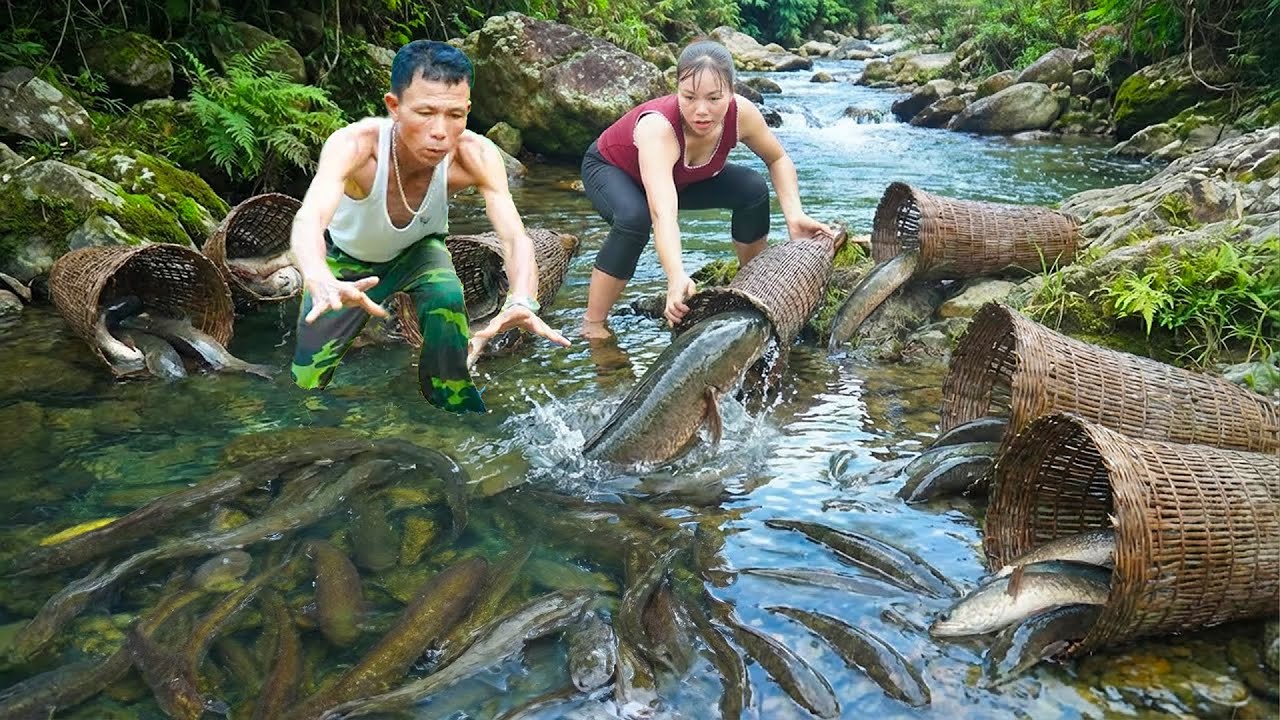 Unexpected Danger! Harvesting 1000+ Fish — Suddenly, A Giant Golden Python Appears in the Stream!🐍