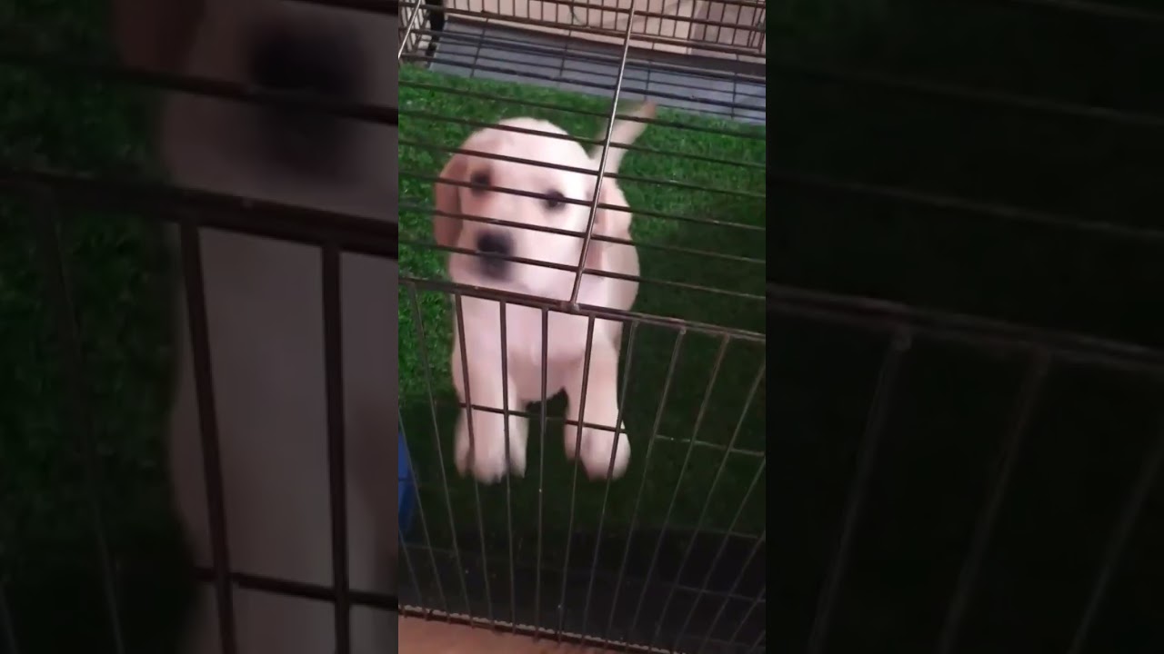Puppy training || Labrador puppy || cute dog videos 