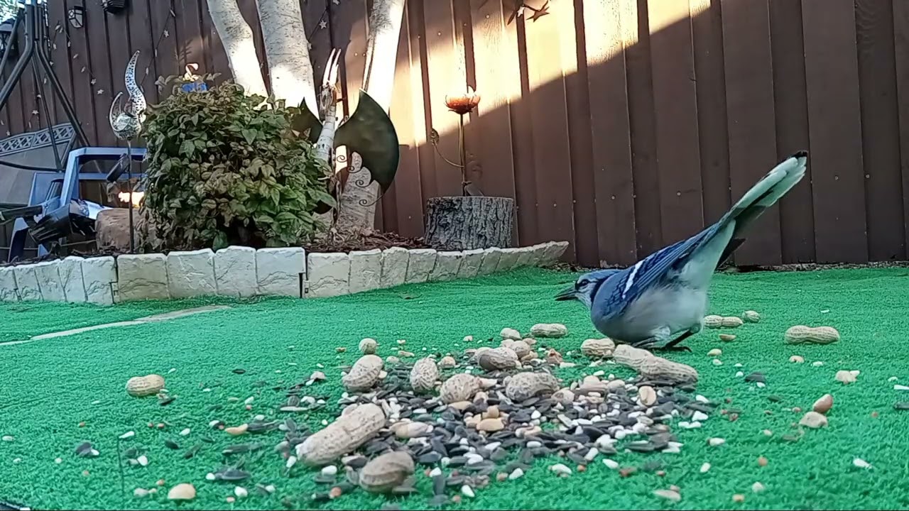 02/23 - Backyard Feedìng