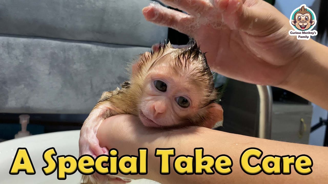 A Particular Attention For Kiki | Curious Monkey Family's Daily