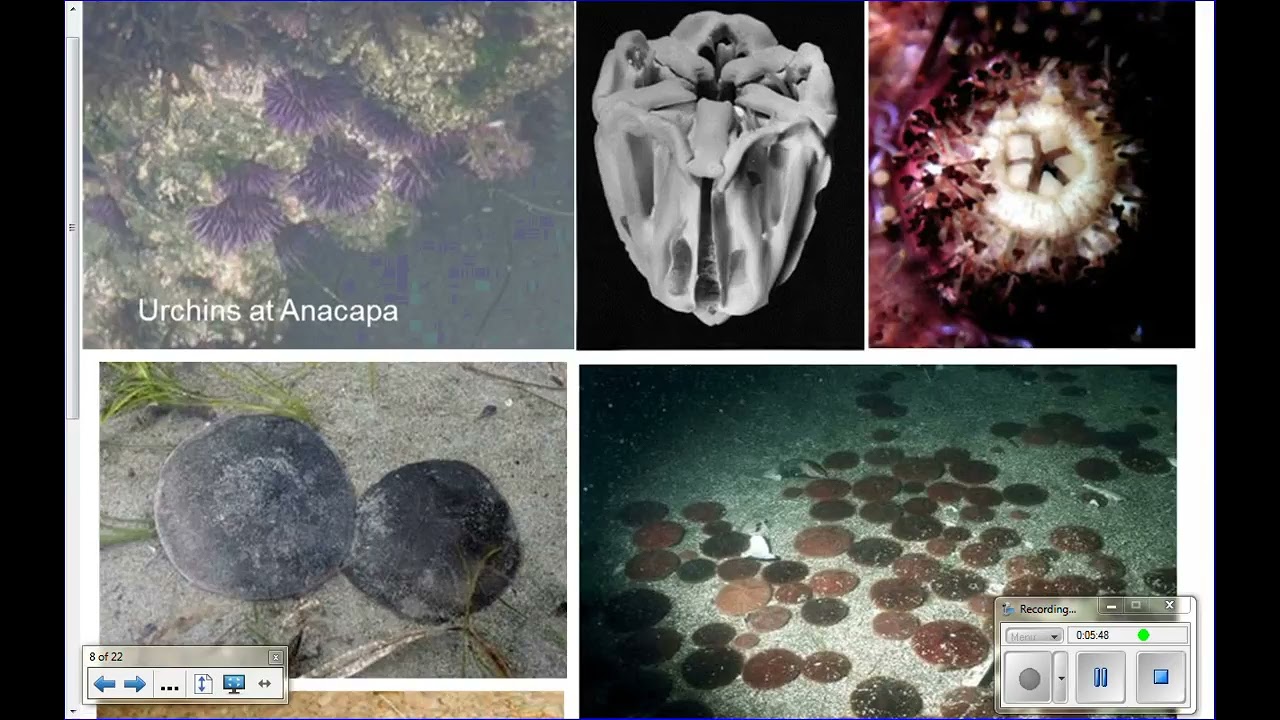 classes of echinoderms
