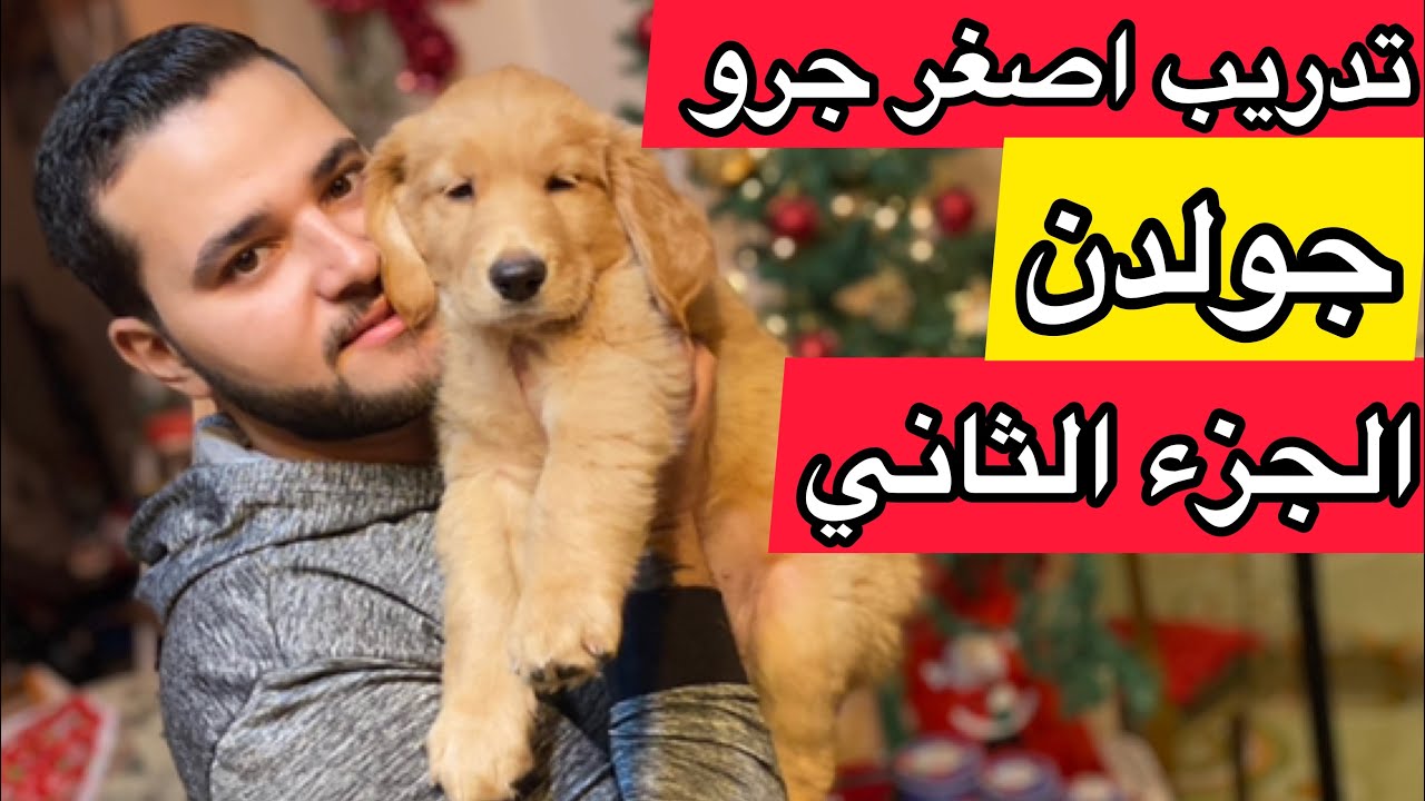 تدريب اصغر كلب جولدن عمرها شهرين علي مشكلة العض وامر المنع مع كلارا الجزء الثاني