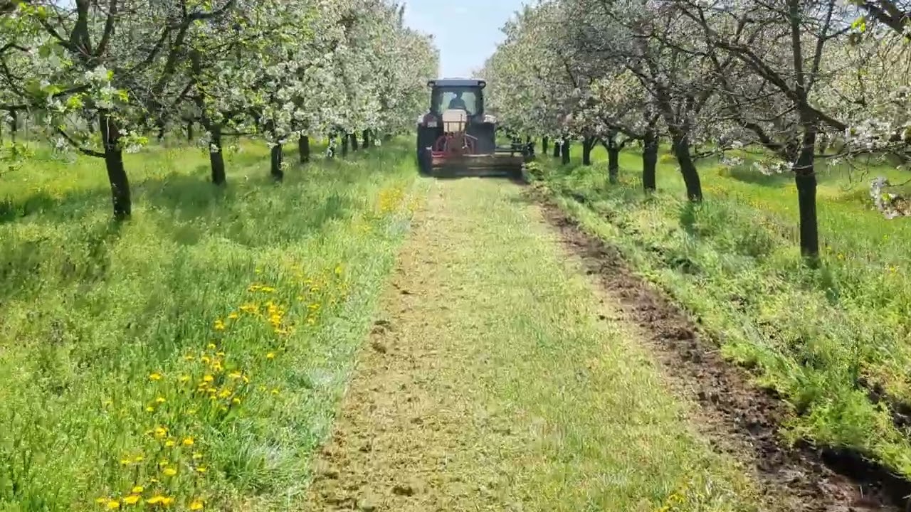 Dorado+Vadkert+Dragone_1