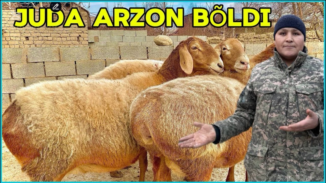 DONIYORBEKGA YANGI PARTIYA KELDI SHOSHLING NAQ BÕG’OZLAR JUDA ARZON BÕLDI