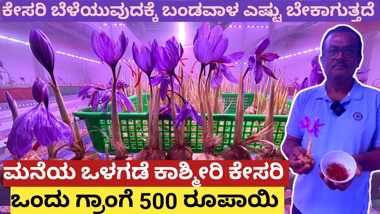 ಕಾಶ್ಮೀರಿ ಕೇಸರಿಯನ್ನ ಬೆಂಗಳೂರಿನ ನಮ್ಮ ಮನೆಯ ಮೇಲೆ ಬೆಳೆಯುತ್ತಿದ್ದೇನೆ... ಇದಕ್ಕೆ 10×10 ಜಾಗ ಸಾಕು