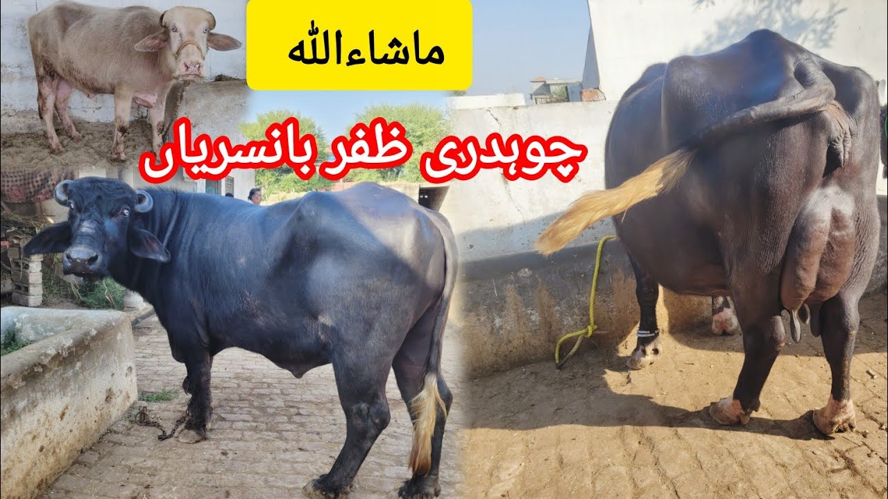 ماشاءاللہ چوہدری ظفر بانسریاں کی خوبصورت بھینسیں گائے اور بریڈر 15 نومبر 2025 HajiArfazChannel